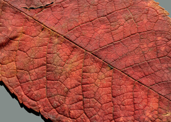 Obraz premium Close-up of dry autumn leaf on a gray background