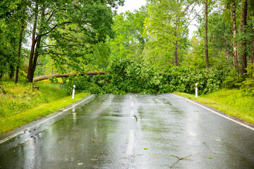 Large tree fallen across rural road in Czech republic, Europe