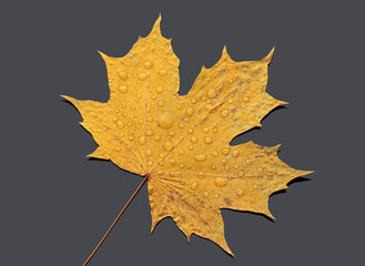Fototapeta premium Close-up of dry autumn leaf on a gray background