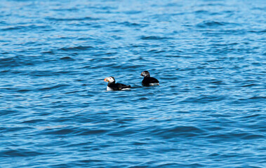 Two puffin birds floating in the blue sea