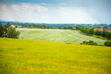 Spring rural landscape with field of white poppy and big tree in cloudy day in Czech Republic