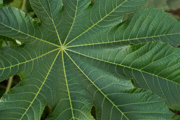 Closeup of a castor leaf. 