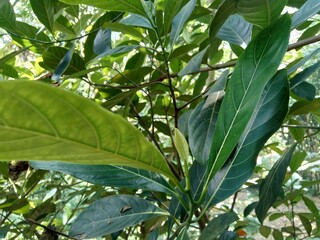 Green jack fruit leaves with natural background. The jack fruit (also known as jack tree, Artocarpus heterophyllus, nangka) is a species of tree in the fig, mulberry and breadfruit family (Moraceae).