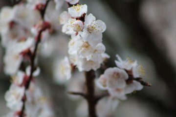 Photographie de fleurs éclos