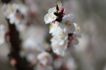 Photographie de fleurs éclos