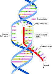 Simple diagram of transcription elongation. Transcription is the first step of gene expression