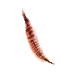 Hand drawn watercolor feather