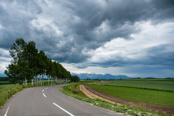 雨雲と白樺並木