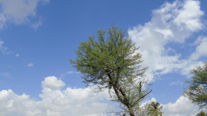 pine tree against blue sky