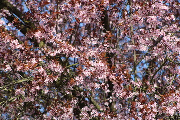 Photographie de fleurs éclos