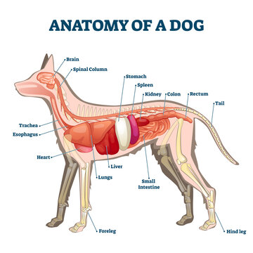 Anatomy of dog with inside organ structure examination vector illustration