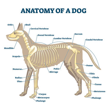 Anatomy of dog skeleton with labeled inner bone scheme vector illustration