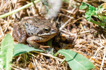 Common frog (Rana temporaria), also known as European common frog, European common brown frog, or European grass frog, sitting on grass in the wild (in the forest)