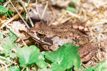 Common frog (Rana temporaria), also known as European common frog, European common brown frog, or European grass frog, sitting on grass in the wild (in the forest)