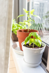 窓辺でバジル栽培
