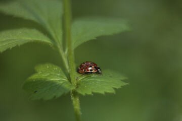 ladybug on leaf