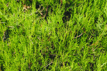 The texture of a beautiful, green thuja, cypress close-up. Garden plant, shrub.