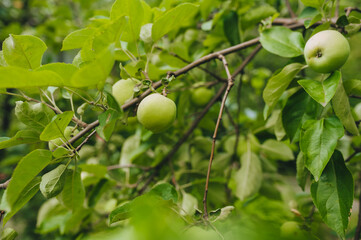 Green, large, unripe apples hang on a tree branch with leaves close-up. Garden fruits and fruits.