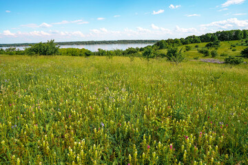 Picturesque fields of grass and flowers against a blue sky