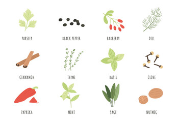 Spices and herbs. Cartoon black pepper, basil and dill, thyme. Cinnamon, sage and paprika, mint and parsley, clove and nutmeg vector set. Cooking or culinary organic and natural ingredient