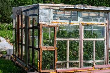 Fototapeta na wymiar Do-it-yourself greenhouse from window frames of different colors and sizes in which tomatoes grow.