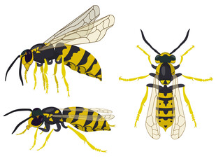 Wasp in different poses. Insect in cartoon style.
