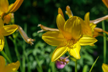 Yellow Daylily flower close-up on a background of flower beds in the garden.