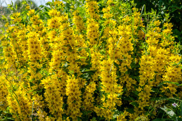 Verbeynik flower bush with a large number of yellow inflorescences close-up.