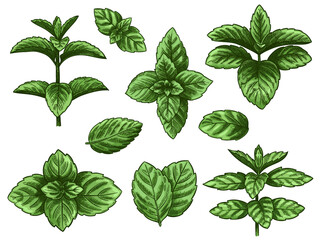 Green mint leaves. Sketch peppermint herb, spearmint plant. Melissa menthol leaf vintage hand drawn vector botanical isolated set. Healthy aroma, herbal natural plant isolated on white background © Tartila