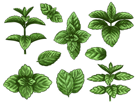 Green mint leaves. Sketch peppermint herb, spearmint plant. Melissa menthol leaf vintage hand drawn vector botanical isolated set. Healthy aroma, herbal natural plant isolated on white background