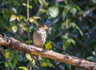 Wildlife in urban areas - bird life in a residential garden in Gauteng province on the Highveld in South Africa image in horizontal format