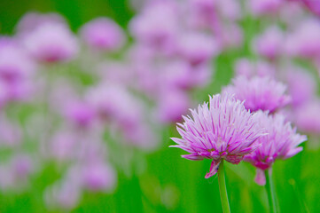 薄紫色のチャイブの花。