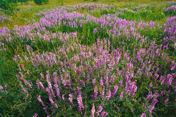 Countryside flower fields of purple flowers, background of flowers