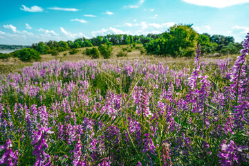Obraz premium Countryside flower fields of purple flowers, background of flowers