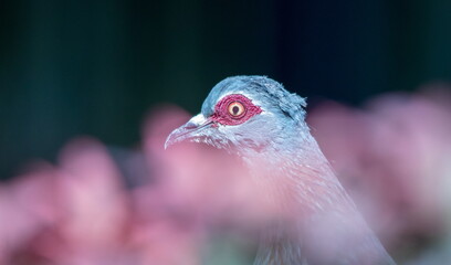 Wildlife in urban areas - bird life in a residential garden in Gauteng province on the Highveld in South Africa image in horizontal format