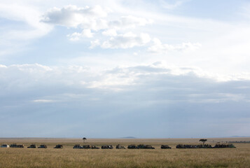 Obraz premium MASAI MARA, KEYNA-SEPTEMBER 2018: Heavy rush of safari Jeeps and tourists to see a glimpse of five Cheetah group at Masai Mara National Reserve on September 12, 2018, Kenya, Africa