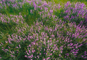 Naklejka premium Countryside flower fields of purple flowers, background of flowers