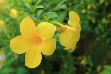 yellow Allamanda creeper blossoms
