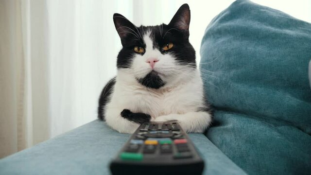 Black and white spotted fold cat watching tv with remote. Sleepy cat using TV remote