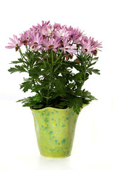 Naklejka na ściany i meble pink daisies in a homemade ceramic pot