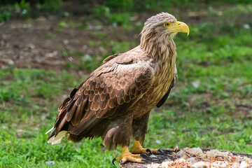 Beautiful white tailed eagle standing  in a cage at the zoo.