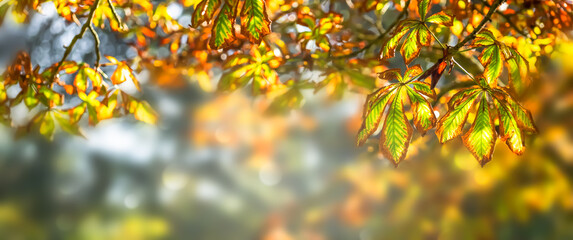 idylle unterm herbstbaum