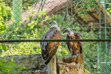 Griffon vulture in captivity in zoo.