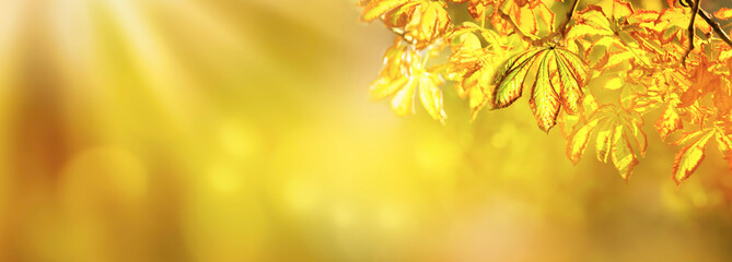 Fototapeta premium leuchtendes herbstlaub vor abstraktem hintergrund
