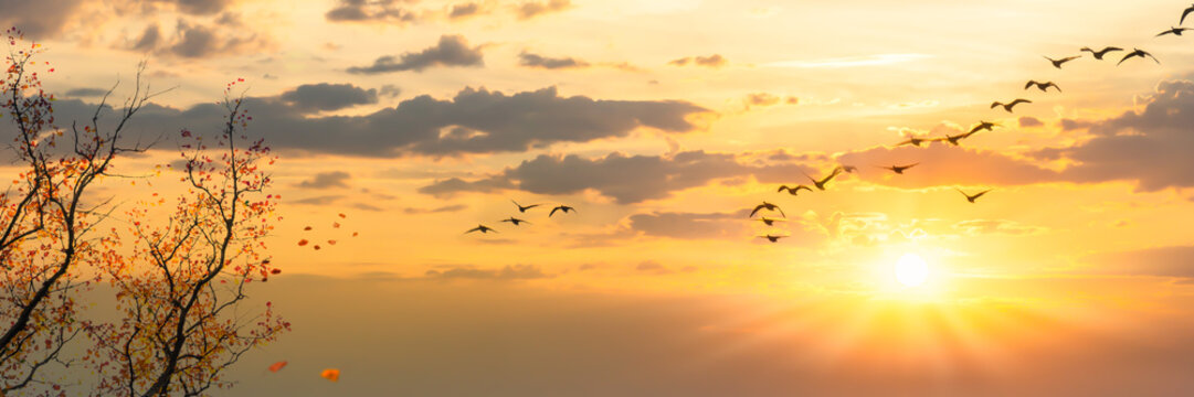 vogelzug im herbst, g&auml;nse in der abendsonne