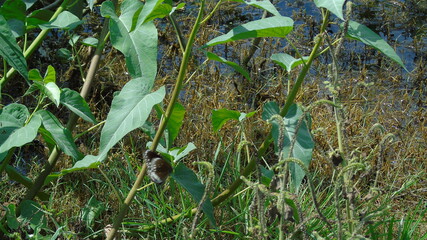 green grass with water drops