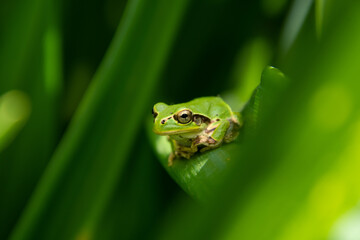 6月上野ファームのアマガエル