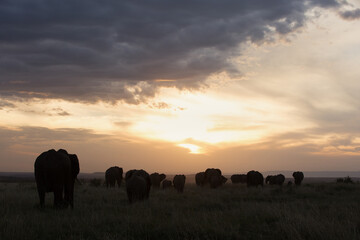 Silhouette of African elephants
