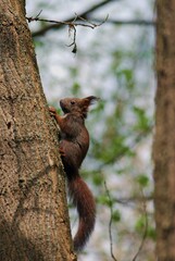 a brown squirrel in the tree during spring time