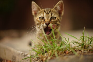 funny striped kitten licking lips in a summer garden